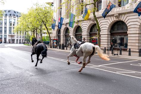 horses in london video